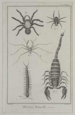 738.  MANUEL NAVARRO (ca. 1790-1850) /GEORGES LOUIS LECLERC, CONDE DE BUFFON  (1707-1788)/ ESCUELA ESPAÑOLA, SIGLO XIXFísica, Histoire Naturelle, Insectes, Oropéndola amarilla