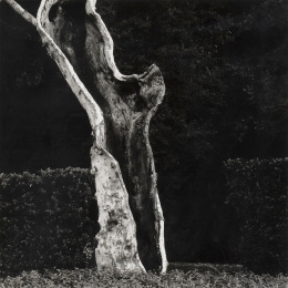 1080.  JOAN FONTCUBERTA (Barcelona, 1955) Tronco de árbol