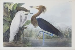 719.  JOHN JAMES AUDUBON (1785-1851)Garzas: "Purple Heron", plate CCLIV