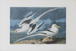 720.  JOHN JAMES AUDUBON (1785-1851)Pájaros tropicales: "Tropic Bird", plate CCLXIL