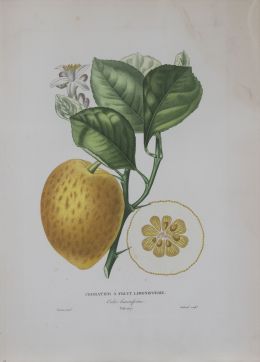 741.  PIERRE- ANTOINE POITEAU (1766-1854)Limones y naranjas