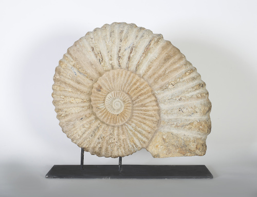 Fosil ammonite, periodo cretáceo inferior.