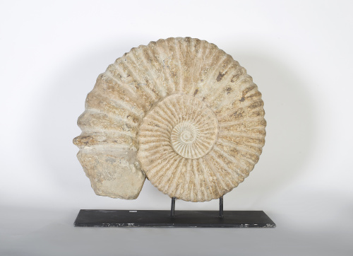 Fosil ammonite, periodo cretáceo inferior.