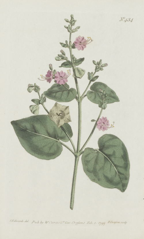 WILLIAM CURTIS (1746-1799)Flores: “Oxybaphus Viscosus”, “H