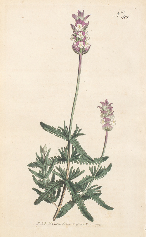 WILLIAM CURTIS (1746-1799)Flores: “Nº401, Lavandula Pinn  