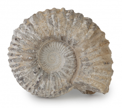 Fósil de ammonite, período cretáceo inferior.