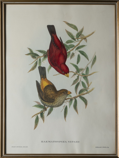 JOHN GOULD Y H. C. RICHTER (del y lith)Pájaros: "Haematos