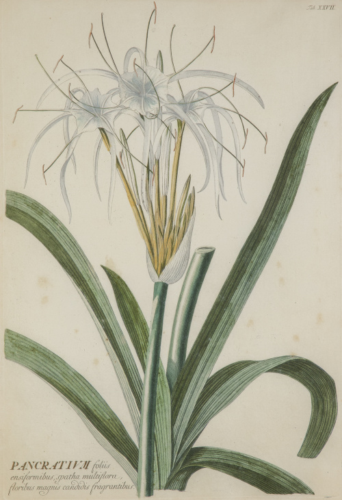 CHRISTOPH JAKOB TREW ( Nuremberg, 1695- 1769) "Pancratium"