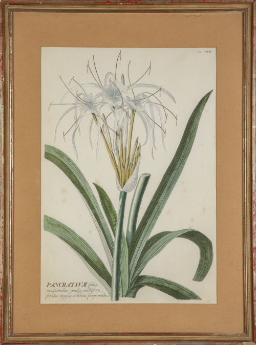 CHRISTOPH JAKOB TREW ( Nuremberg, 1695- 1769) "Pancratium"