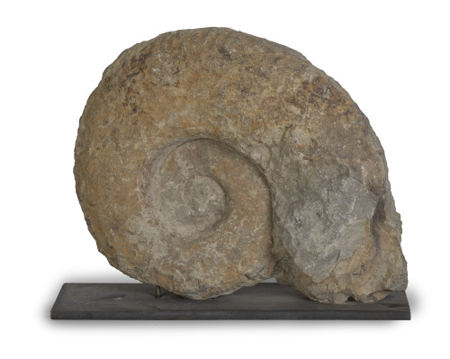 Fósil de Ammonites, período cretáceo inferior.