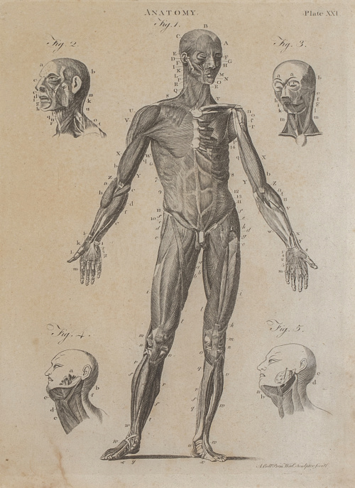 A. BELL (1726-1809)Anatomía, plate XXI