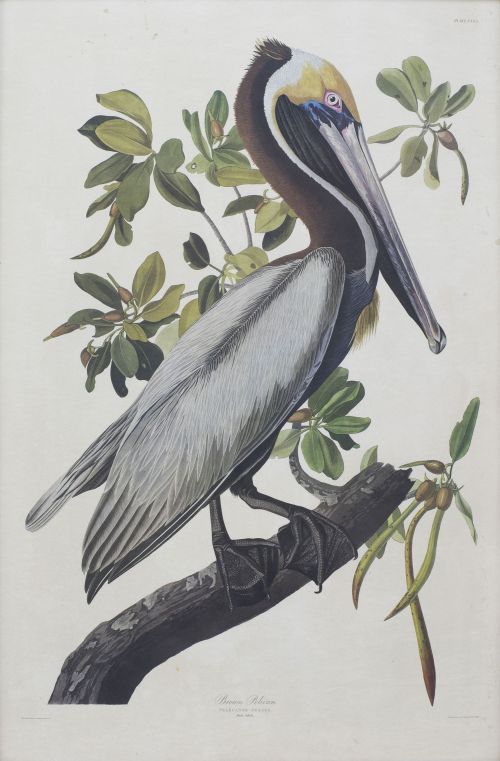 JOHN JAMES AUDUBON (1785-1851)Pelícano: "Brown Pelican", 