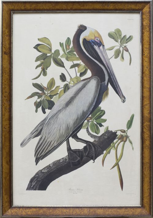 JOHN JAMES AUDUBON (1785-1851)Pelícano: "Brown Pelican", 