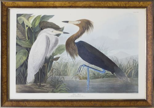 JOHN JAMES AUDUBON (1785-1851)Garzas: "Purple Heron", pla