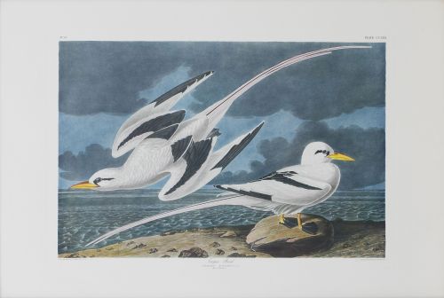 JOHN JAMES AUDUBON (1785-1851)Pájaros tropicales: "Tropic