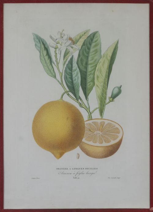 PIERRE- ANTOINE POITEAU (1766-1854)Limones y naranjas