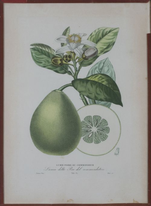 PIERRE- ANTOINE POITEAU (1766-1854)Limones y naranjas