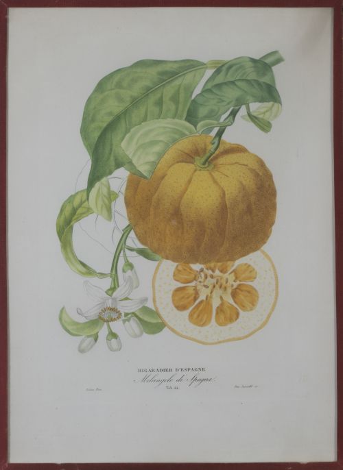 PIERRE- ANTOINE POITEAU (1766-1854)Limones y naranjas