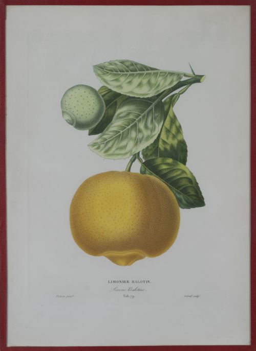 PIERRE- ANTOINE POITEAU (1766-1854)Limones y naranjas