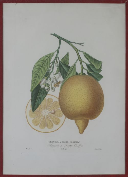 PIERRE- ANTOINE POITEAU (1766-1854)Limones y naranjas