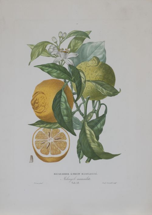 PIERRE- ANTOINE POITEAU (1766-1854)Limones y naranjas