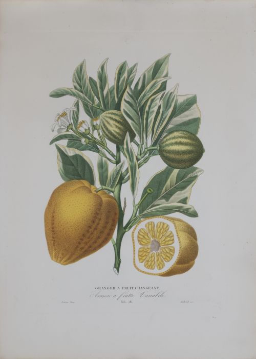 PIERRE- ANTOINE POITEAU (1766-1854)Limones y naranjas