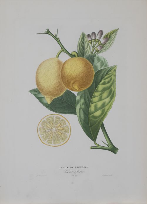 PIERRE- ANTOINE POITEAU (1766-1854)Limones y naranjas