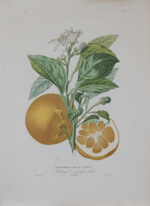 PIERRE- ANTOINE POITEAU (1766-1854)Limones y naranjas