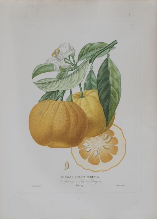 PIERRE- ANTOINE POITEAU (1766-1854)Limones y naranjas