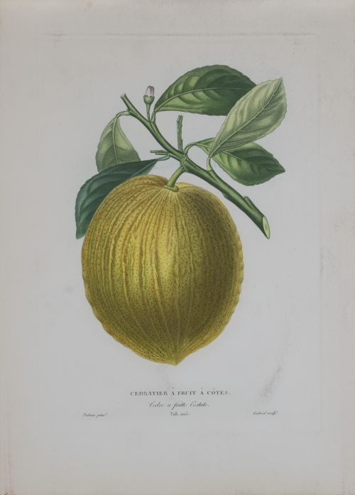 PIERRE- ANTOINE POITEAU (1766-1854)Limones y naranjas