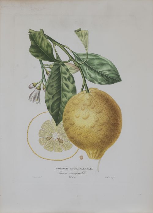 PIERRE- ANTOINE POITEAU (1766-1854)Limones y naranjas