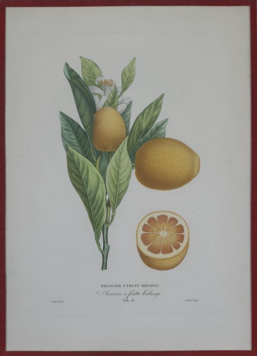 PIERRE- ANTOINE POITEAU (1766-1854)Limones y naranjas