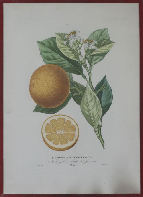 PIERRE- ANTOINE POITEAU (1766-1854)Limones y naranjas