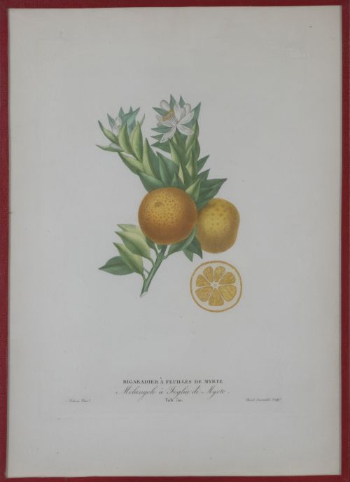 PIERRE- ANTOINE POITEAU (1766-1854)Limones y naranjas