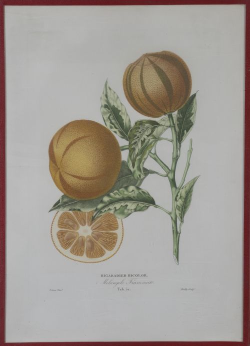 PIERRE- ANTOINE POITEAU (1766-1854)Limones y naranjas