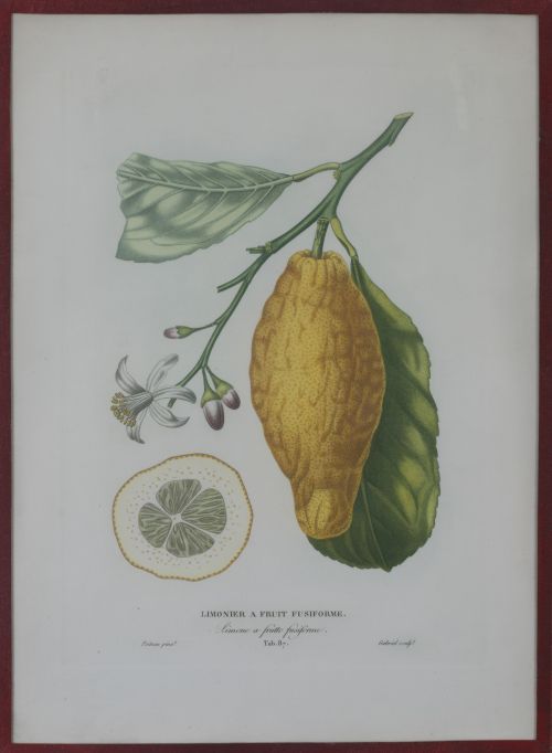 PIERRE- ANTOINE POITEAU (1766-1854)Limones y naranjas