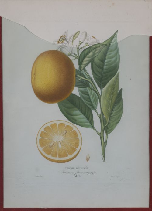 PIERRE- ANTOINE POITEAU (1766-1854)Limones y naranjas