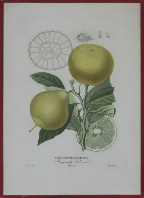 PIERRE- ANTOINE POITEAU (1766-1854)Limones y naranjas