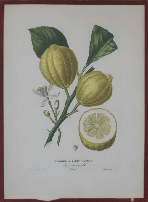 PIERRE- ANTOINE POITEAU (1766-1854)Limones y naranjas