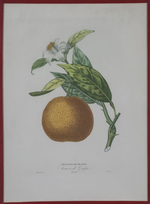 PIERRE- ANTOINE POITEAU (1766-1854)Limones y naranjas