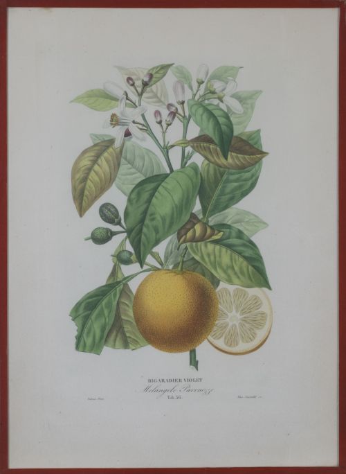 PIERRE- ANTOINE POITEAU (1766-1854)Limones y naranjas