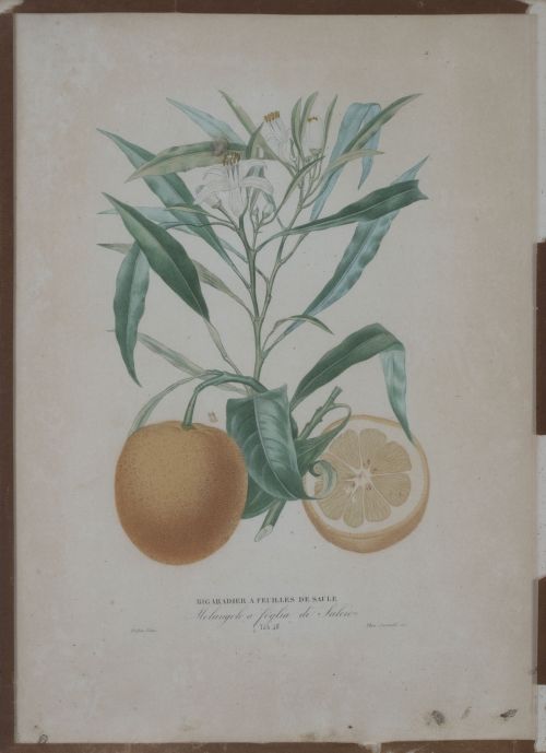 PIERRE- ANTOINE POITEAU (1766-1854)Limones y naranjas