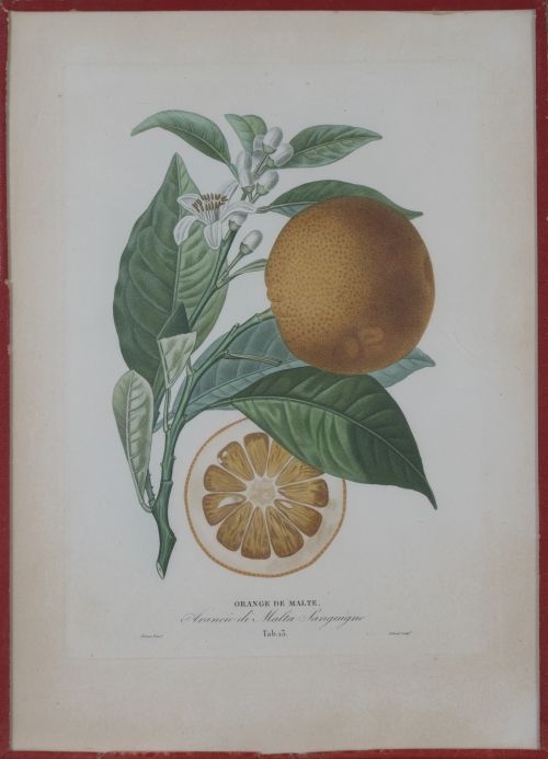 PIERRE- ANTOINE POITEAU (1766-1854)Limones y naranjas