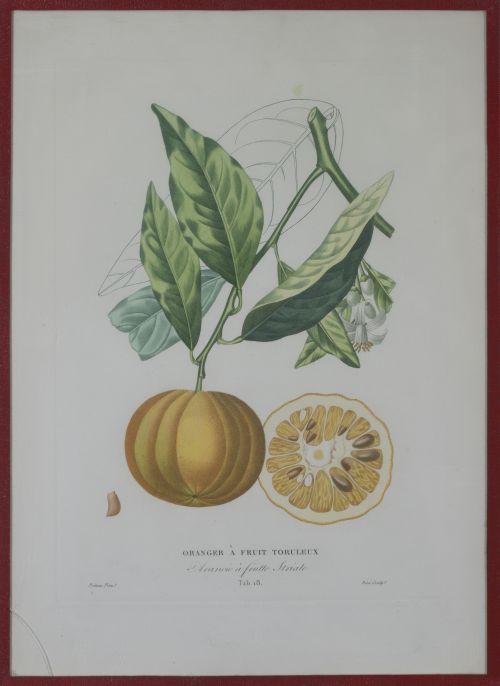 PIERRE- ANTOINE POITEAU (1766-1854)Limones y naranjas