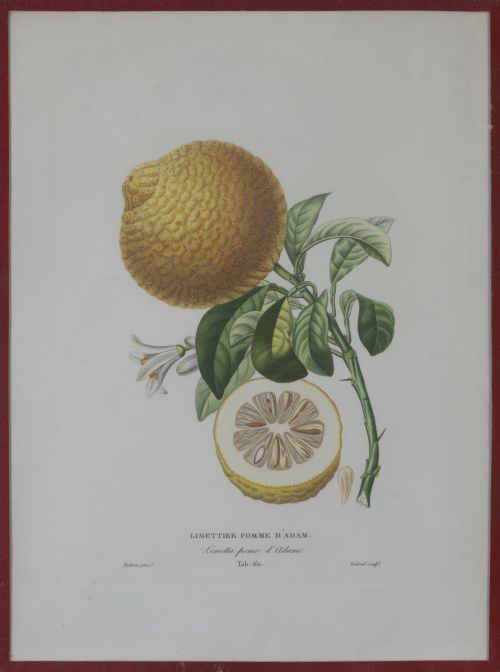 PIERRE- ANTOINE POITEAU (1766-1854)Limones y naranjas