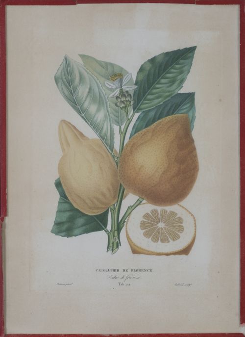 PIERRE- ANTOINE POITEAU (1766-1854)Limones y naranjas