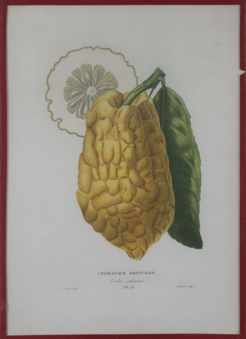 PIERRE- ANTOINE POITEAU (1766-1854)Limones y naranjas