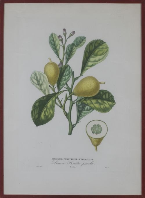 PIERRE- ANTOINE POITEAU (1766-1854)Limones y naranjas