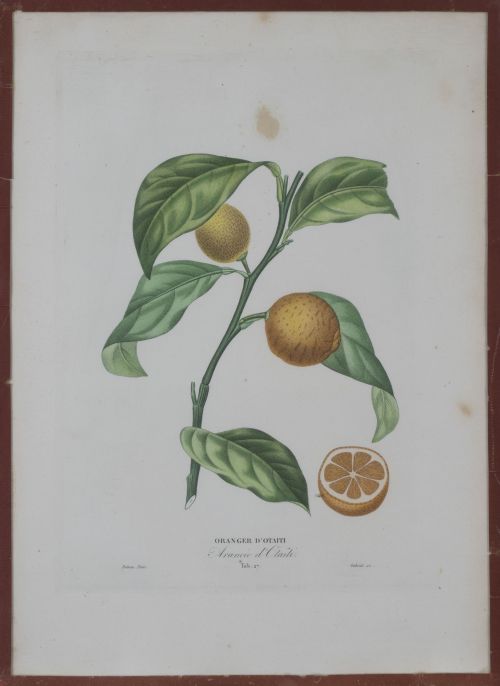 PIERRE- ANTOINE POITEAU (1766-1854)Limones y naranjas