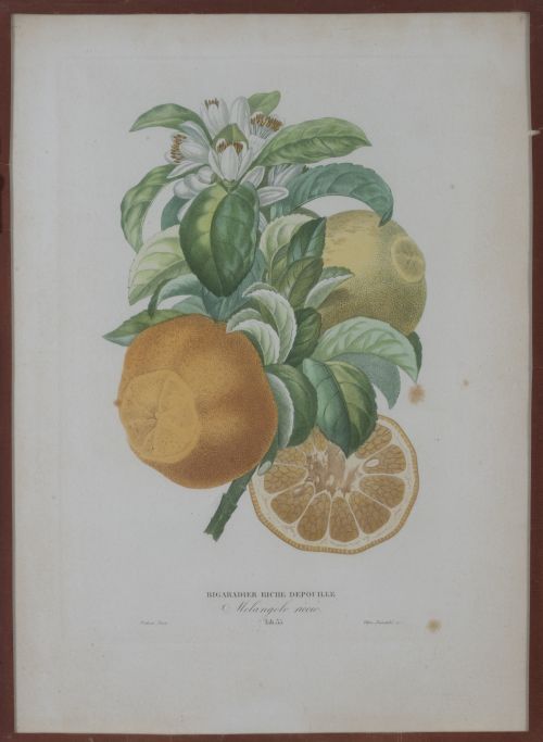 PIERRE- ANTOINE POITEAU (1766-1854)Limones y naranjas